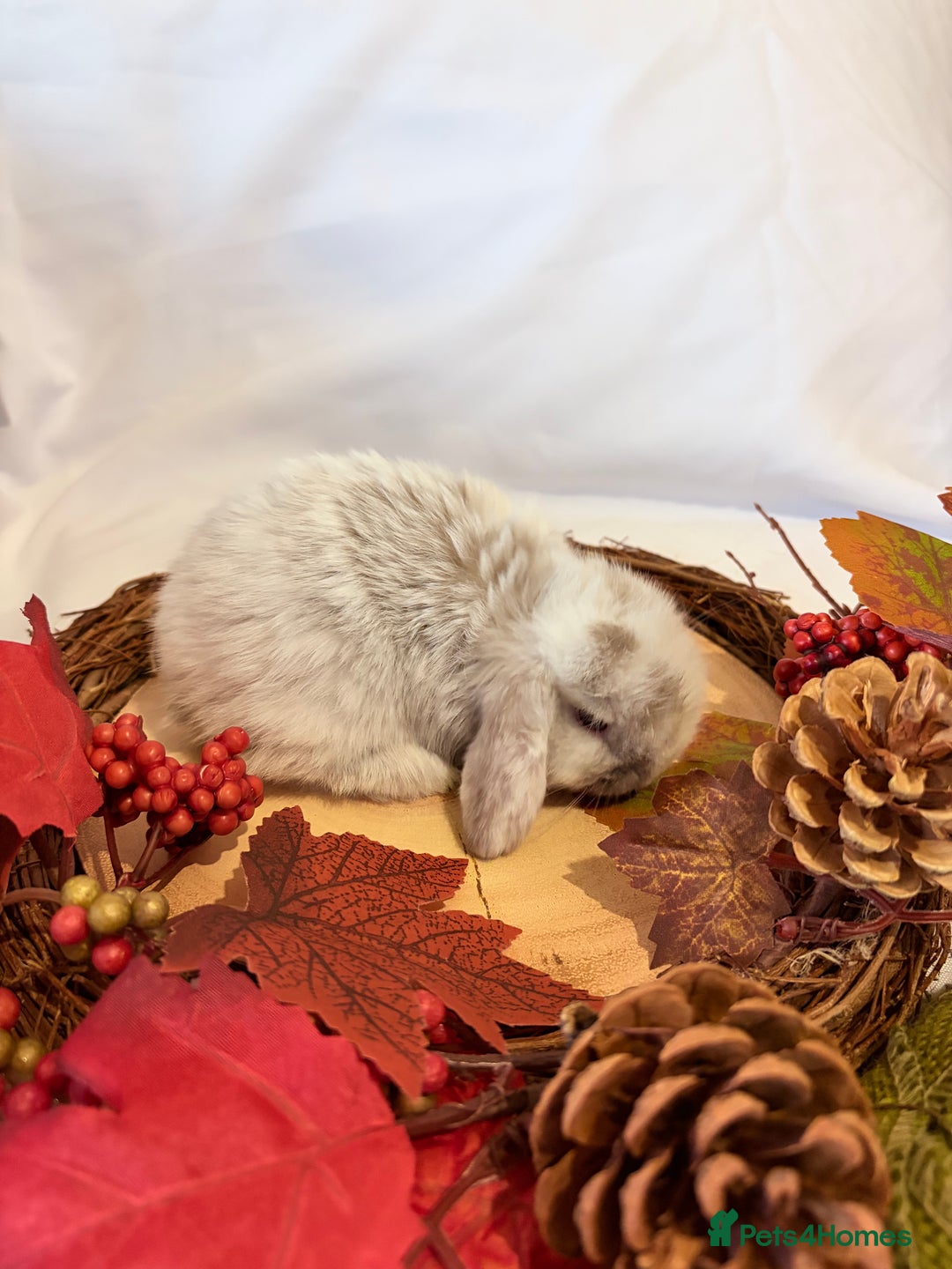 Mini Lop rabbits for sale: Gorgeous Pure Bred Mini Lops 💛 | RESERVE NOW 🐰 - Image 12