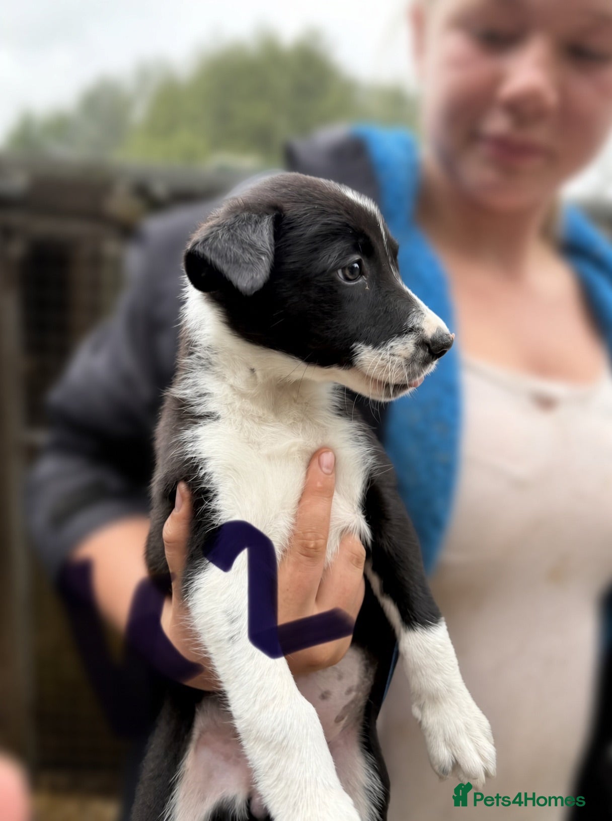 Border Collie dogs Black & White Border Collie Puppies - Advert 2