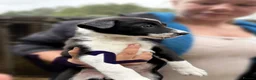 Border Collie dogs for sale: Black & White Border Collie Puppies in Bishop's Stortford - Advert 2