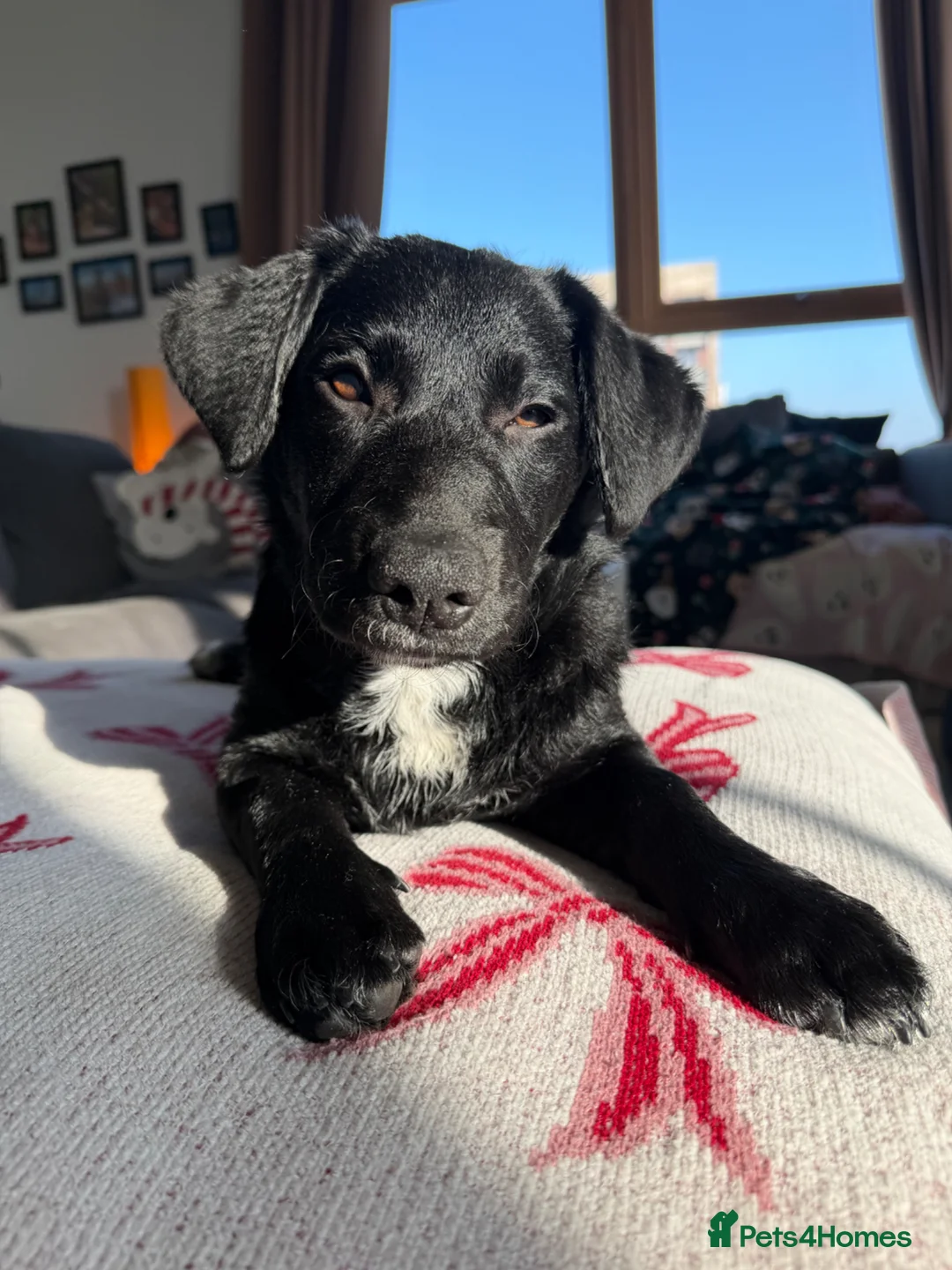 Goldador dogs for sale: Beloved minature Goldador puppy for a great home - Advert 2