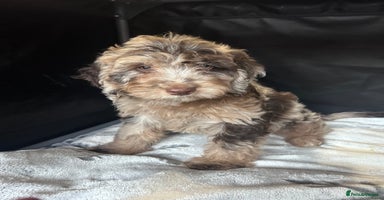 Cockapoo dogs Cockapoo puppies for sale  - Advert 9