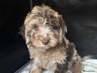 Cockapoo dogs Cockapoo puppies for sale - Advert 4