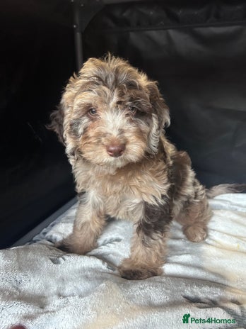 Cockapoo dogs Cockapoo puppies for sale - Advert 15