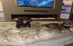 Dachshund dogs for sale: 2 beautiful wirehair dachshund (teckel) pups left - Image 2