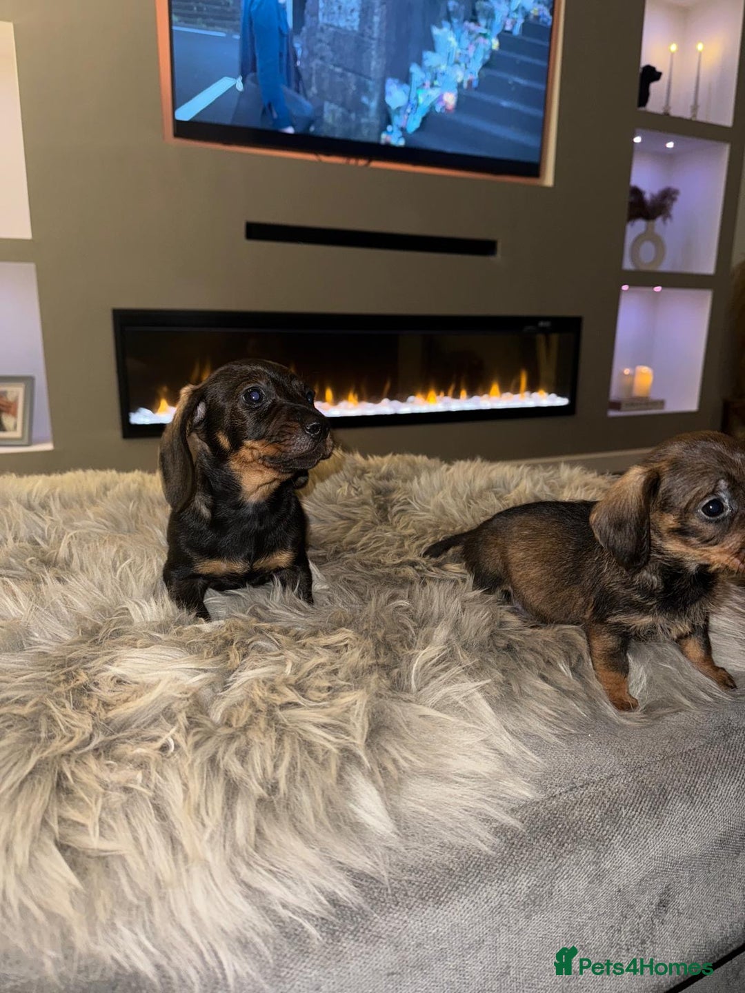 Dachshund dogs for sale: 2 beautiful wirehair dachshund (teckel) pups left - Image 2