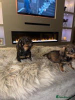 Dachshund dogs - Advert 2
