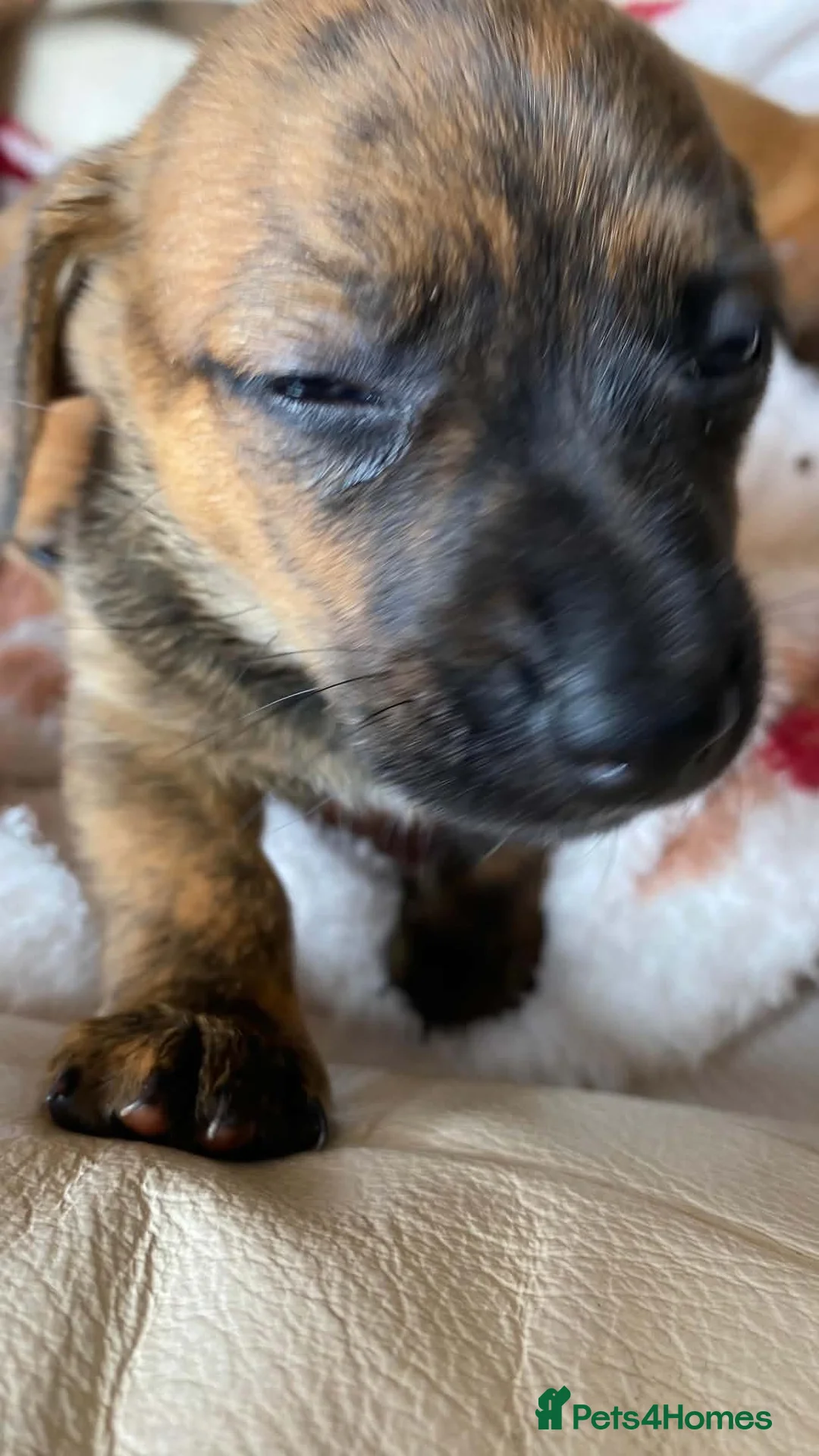 Mixed Breed dogs for sale: Dachsund  in Maidstone - Advert 1