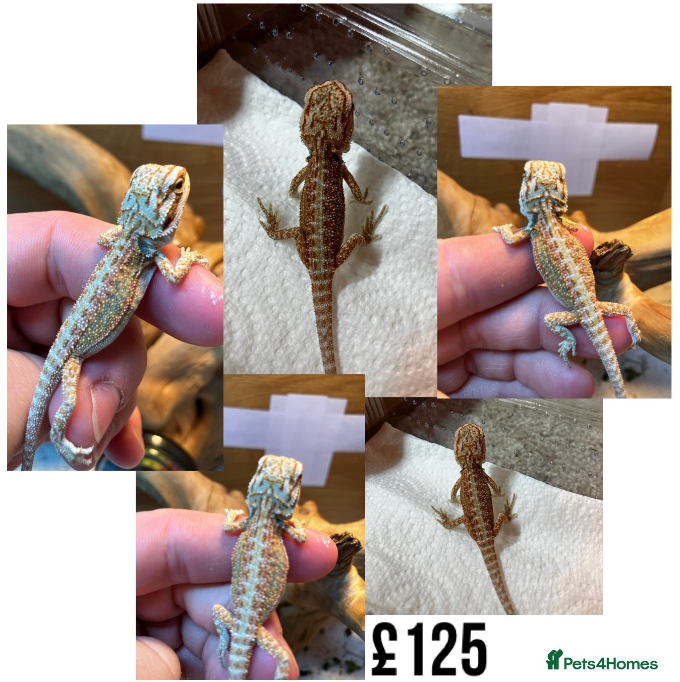 Bearded Dragon reptiles Baby Bearded Dragons For Sale! - Advert 8