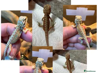 Bearded Dragon reptiles Baby Bearded Dragons For Sale! - Advert 8