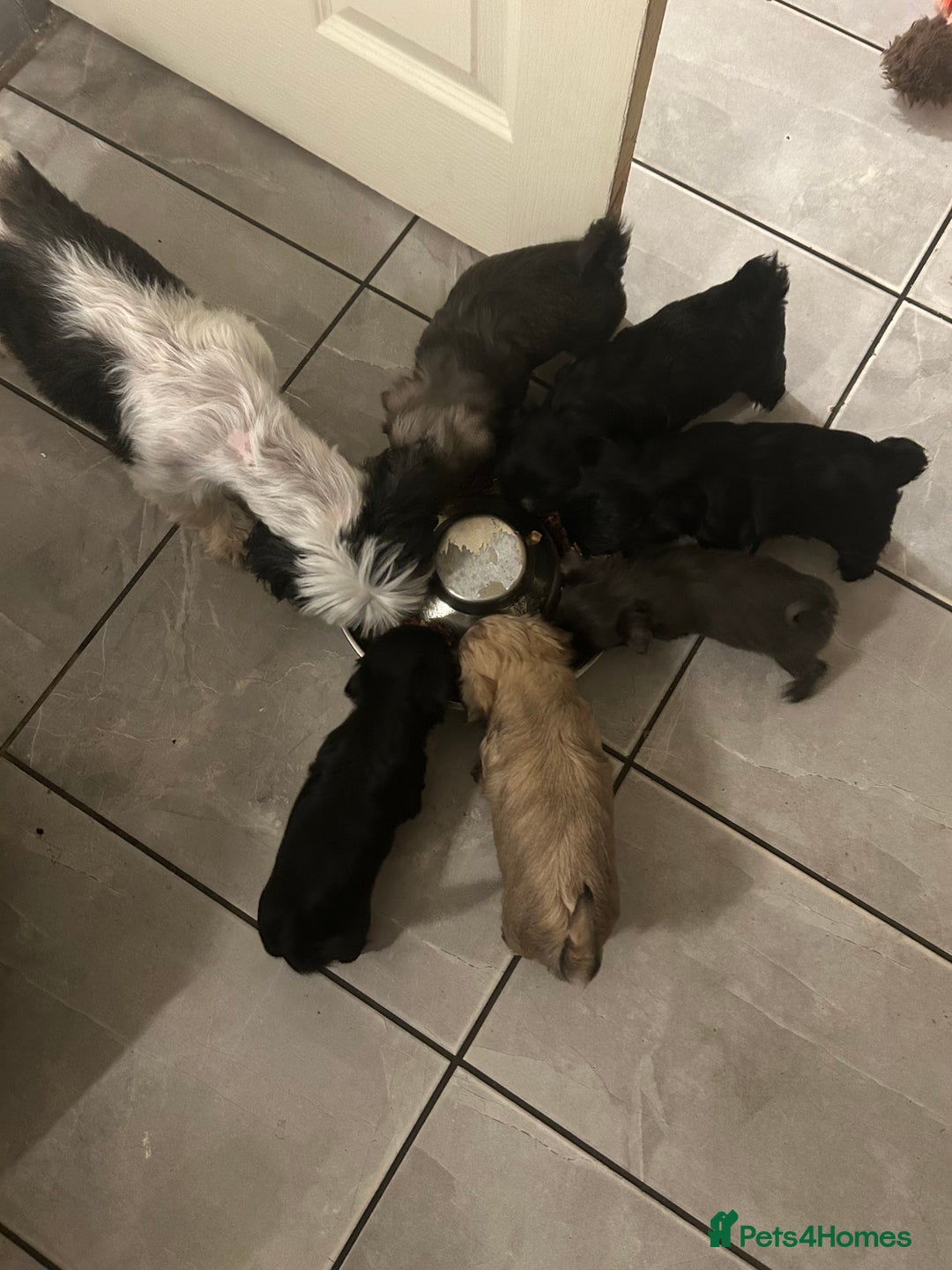 Shih Tzu dogs for sale: Beautiful shi tzu puppies  - Advert 2