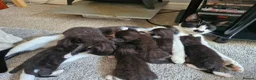 Mixed Breed cats for sale: Sweet kittens in Guildford - Advert 16