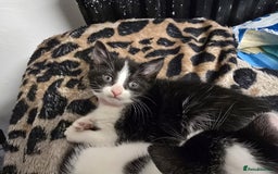 Mixed Breed cats for sale: Beautiful Little Girl Ready Now - Advert 4