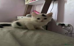 Maine Coon cats for sale: Ready Now - Kittens for sale - Edinburgh - Image 1