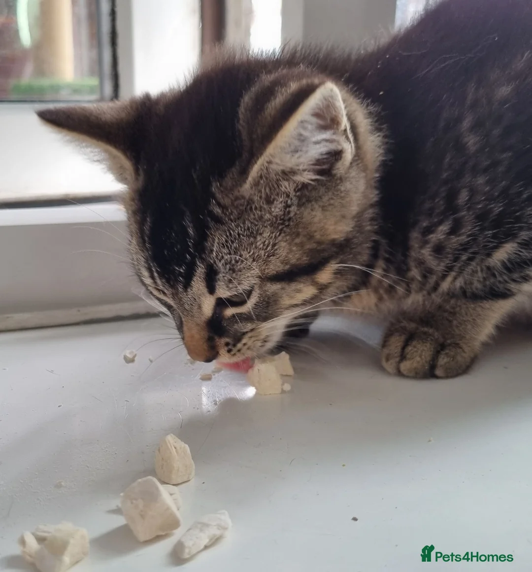 Mixed Breed cats for sale: Female kittens available  in Walsall - Advert 2