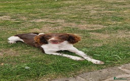 English Springer Spaniel dogs for sale: Bramble the English Springer Spaniel - Image 10