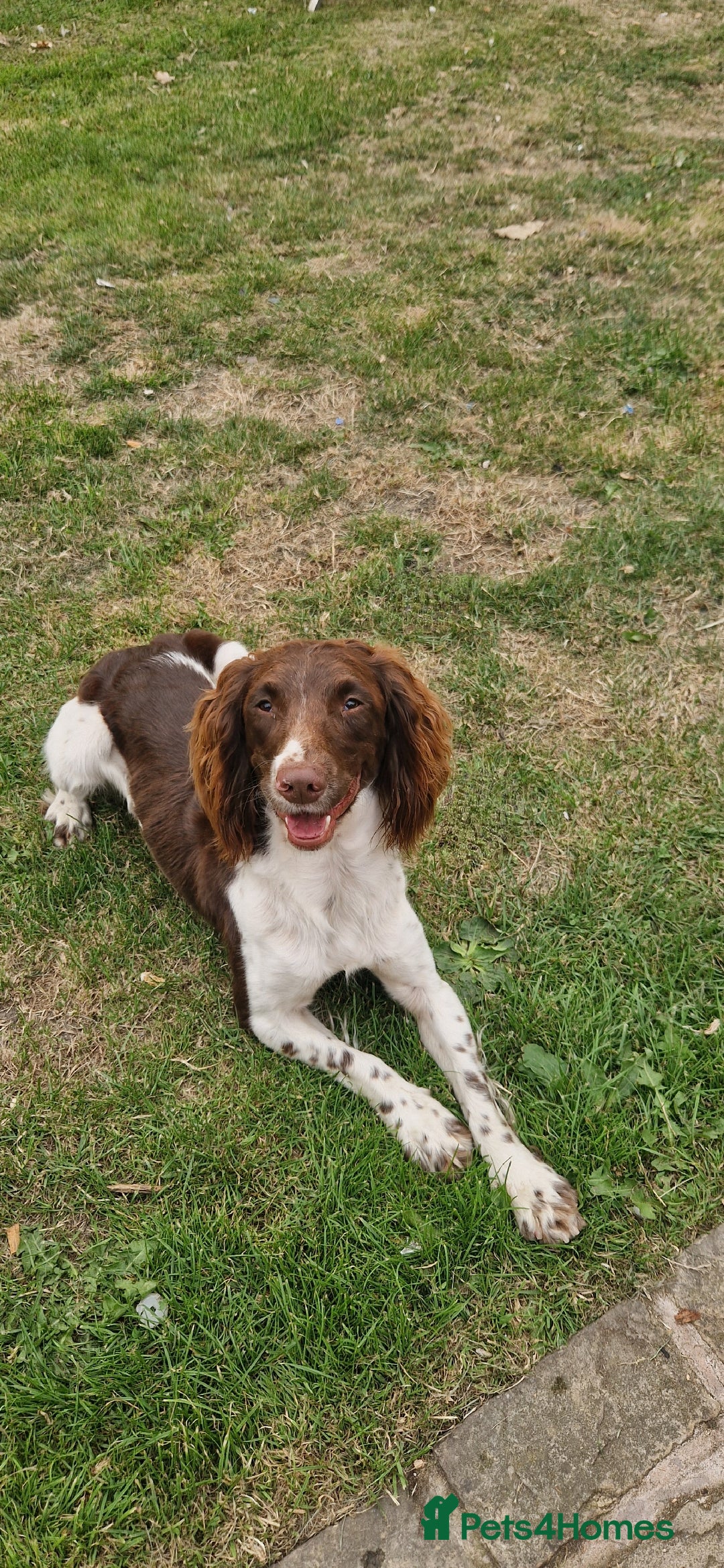 English Springer Spaniel dogs for sale: Bramble the English Springer Spaniel - Image 10