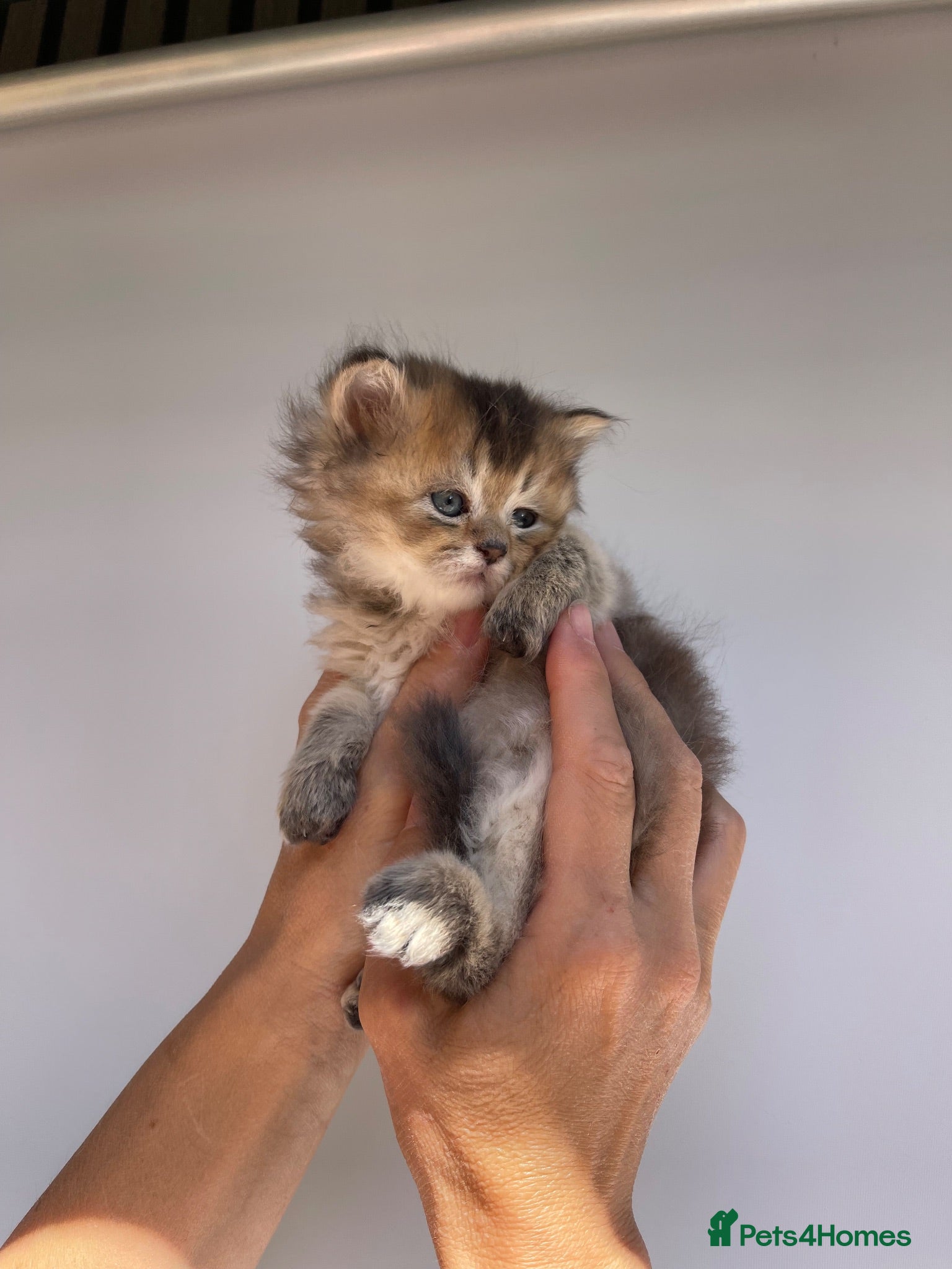 Scottish Fold cats PUREBRED SCOTTISH FOLD LONGHAIR & SHORTHAIR KITTEN - Advert 2