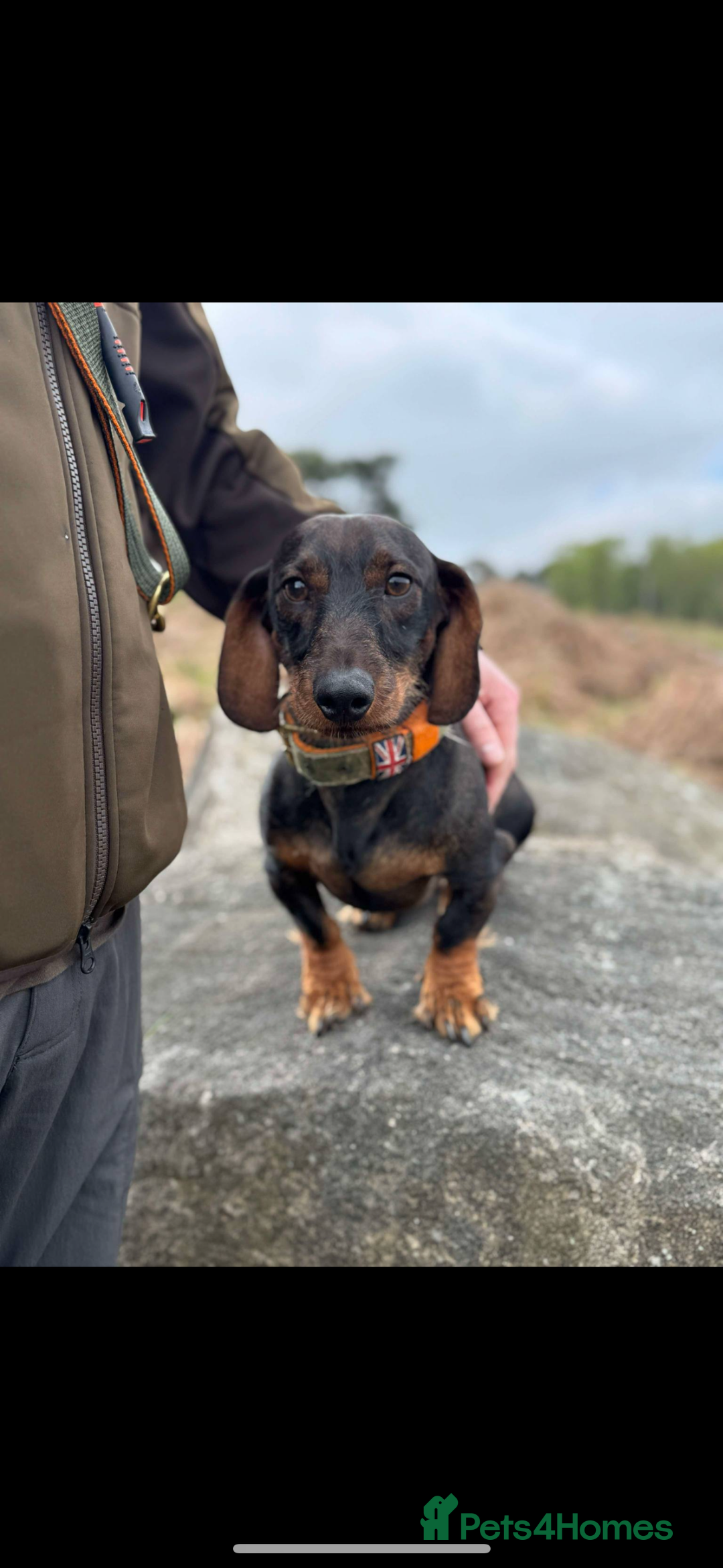 Dachshund dogs for stud: Tackle  - Advert 2