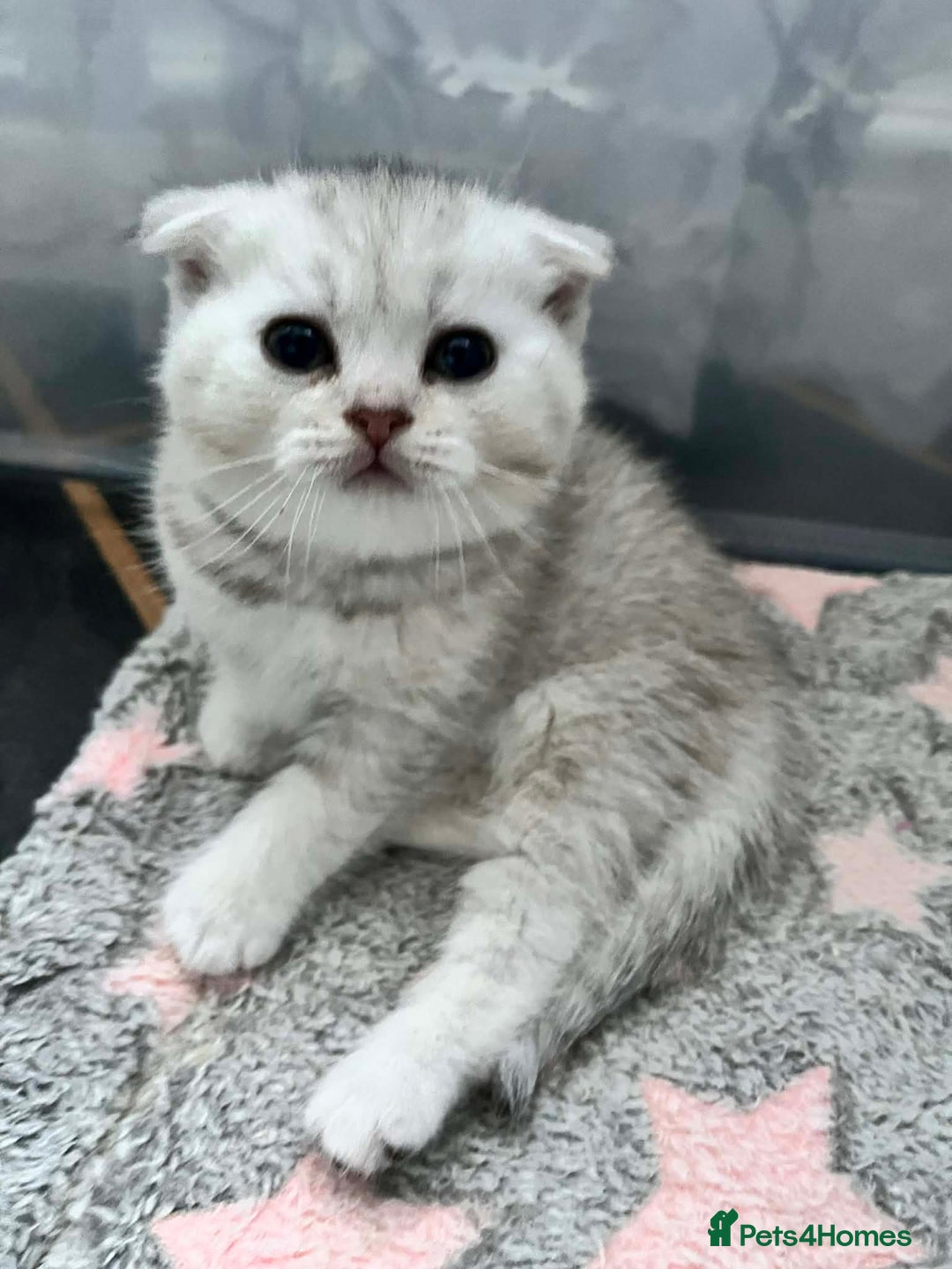 Scottish Fold cats for sale: Adorable Scottish Fold/Straight kittens  - Advert 9