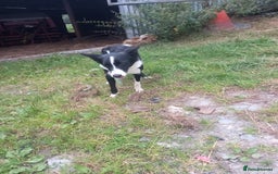 Border Collie dogs for sale: Lovely collie bitch looking for a new home - Image 3