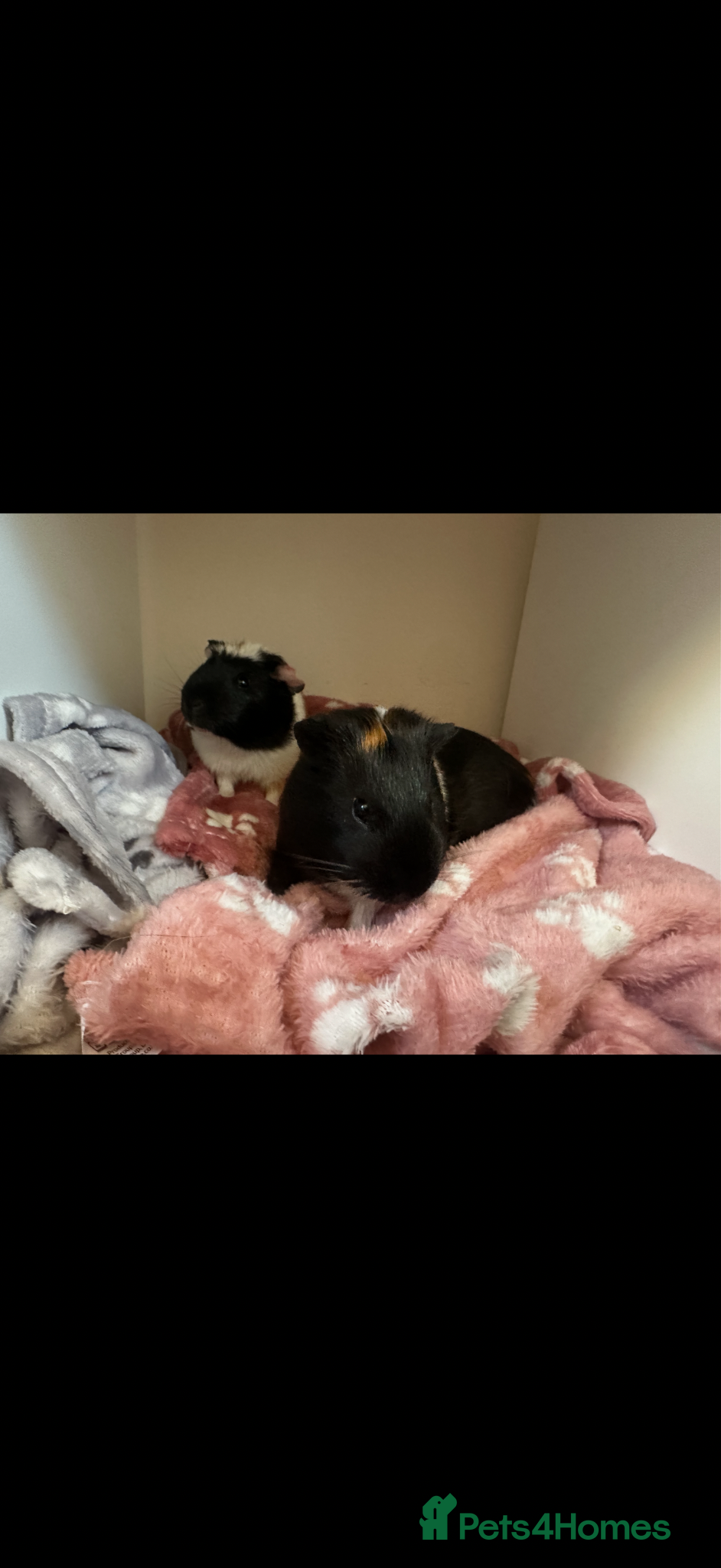 Guinea Pig rodents Adorable Guinea Pigs for Sale – Nibbles & Wiggles - Advert 1