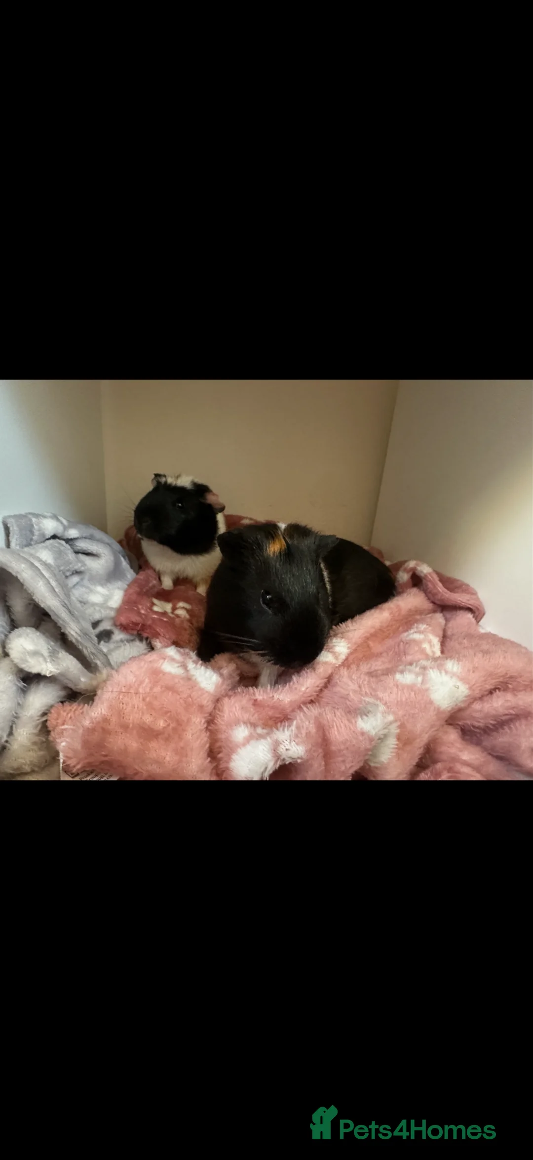 Guinea Pig rodents for sale: Adorable Guinea Pigs for Sale – Nibbles & Wiggles - Advert 1