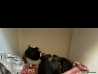 Guinea Pig rodents Adorable Guinea Pigs for Sale – Nibbles & Wiggles - Advert 1