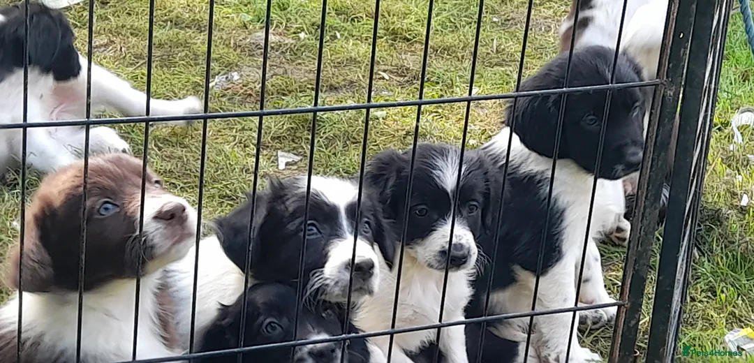 Sprollie dogs for sale: Srollie's for sale - Advert 2