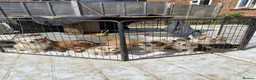 Cavapoo dogs for sale: F1b cavapoos - Advert 2