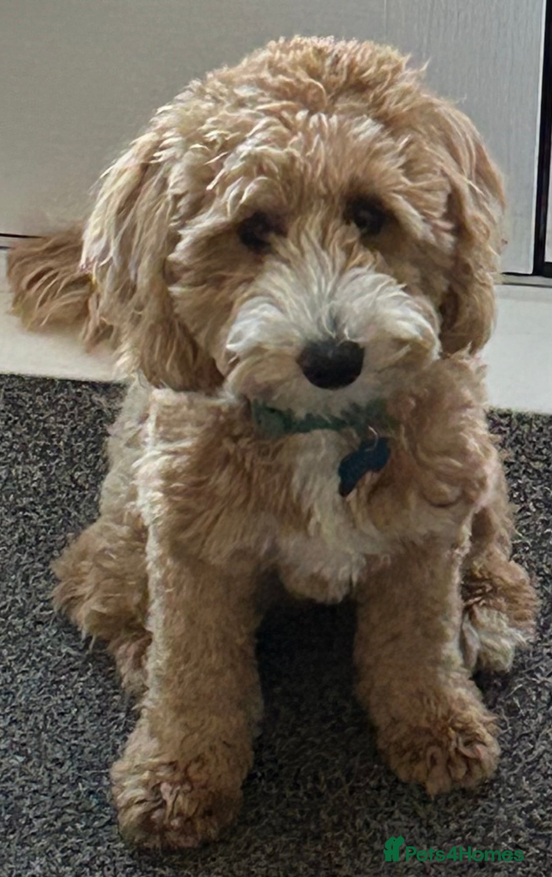 Australian Labradoodle dogs for sale: Australian Labradoodle, exceptional homes only - Advert 13