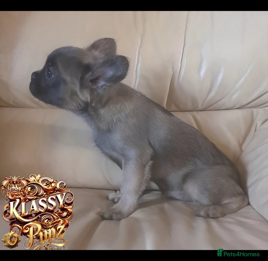 French Bulldog dogs for sale: KLASSY BULLZ KENNELS - KLASSY PUPZ ✨️ in Beckenham - Image 18