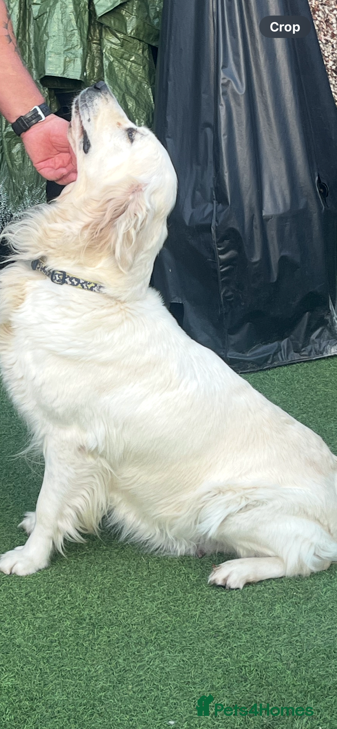 Golden Retriever dogs for sale: 3  Chunky puppies ready 17th December  - Advert 2