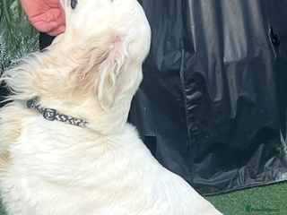 Golden Retriever dogs 3 Chunky puppies ready 17th December - Advert 4