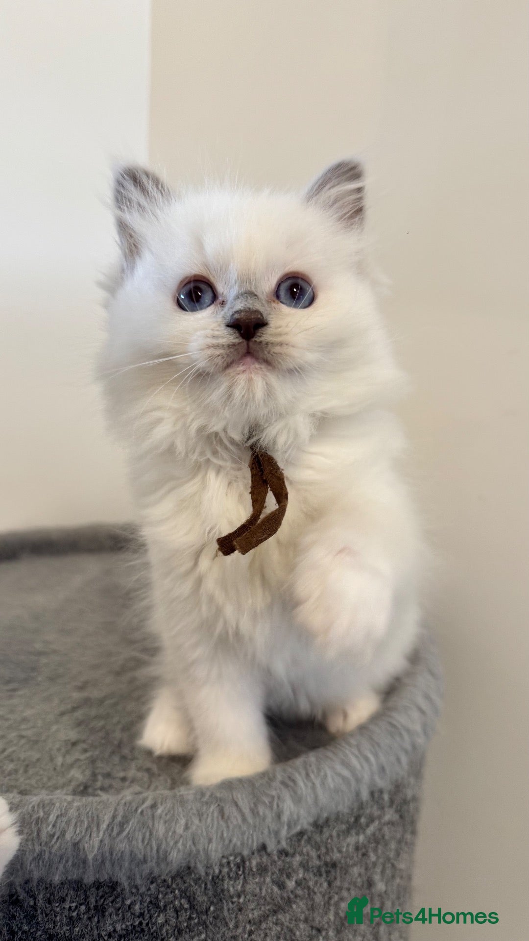 Ragdoll cats 1 Pedigree Ragdoll Kitten Available  - Advert 2