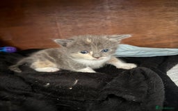 Domestic Shorthair cats for sale: 2 female kittens left for sale  in Bristol - Image 12