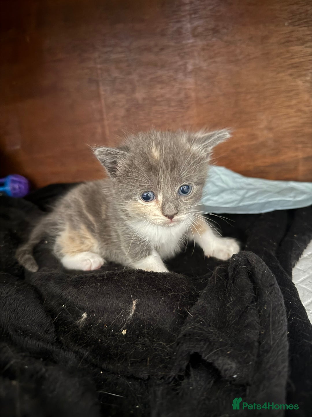 Domestic Shorthair cats for sale: 2 female kittens left for sale  in Bristol - Image 12