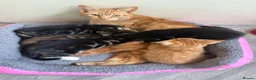 Mixed Breed cats for sale: Beautiful kittens - Advert 8
