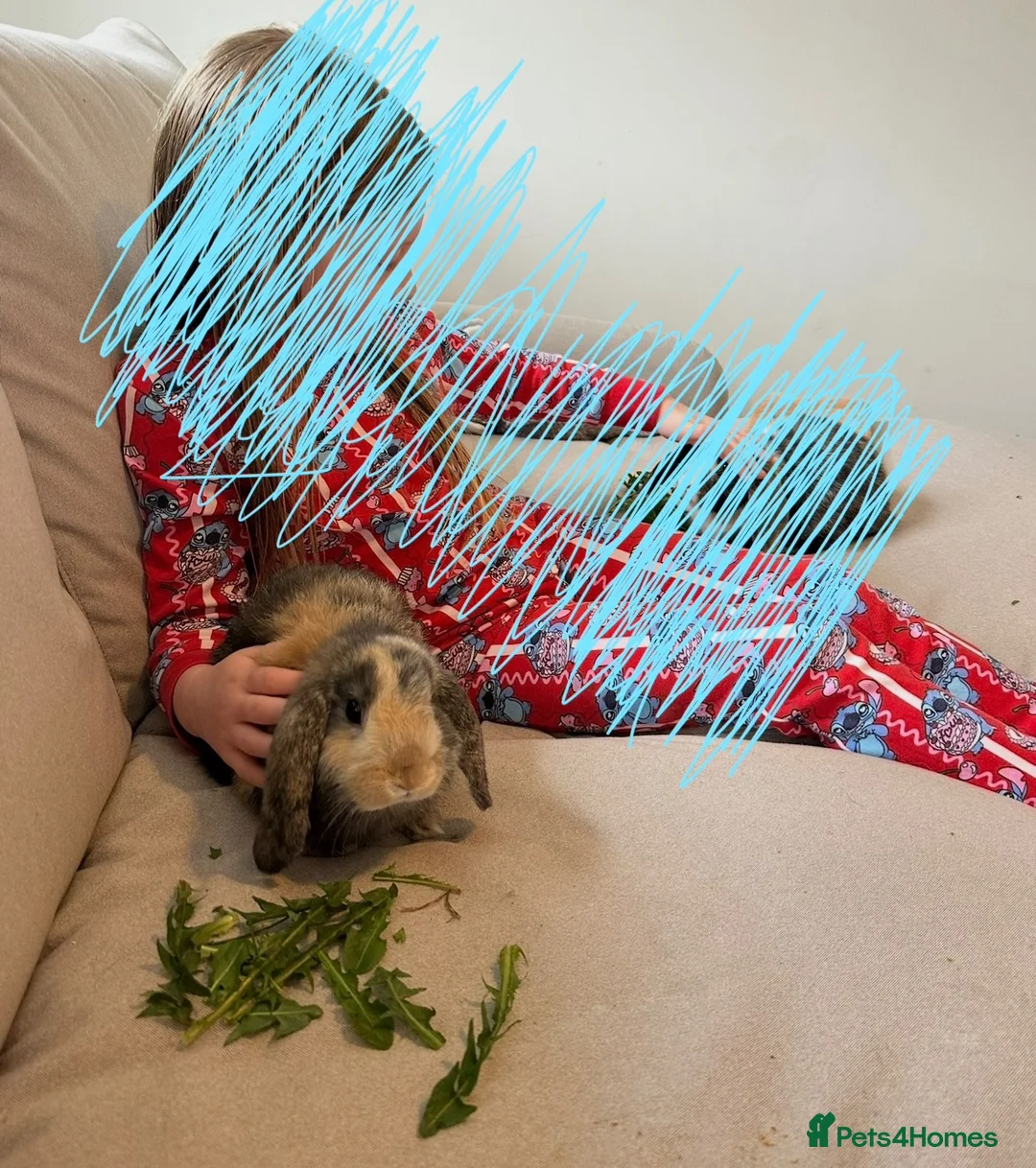 Mini Lop rabbits for sale: Gorgeous male lop bunny  in Keighley - Advert 2