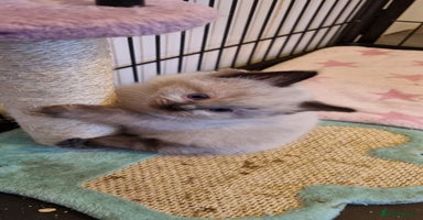 Ragdoll cats - Advert 5