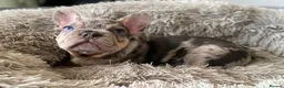 French Bulldog dogs for sale: TOP QUALITY FRENCH BULLDOG PUPPIES  - Advert 24