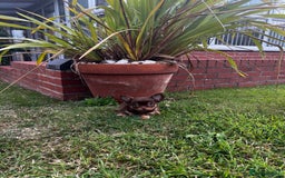 Chihuahua dogs for sale: *** Amazing quality very small Chihuahua’s *** - Image 7