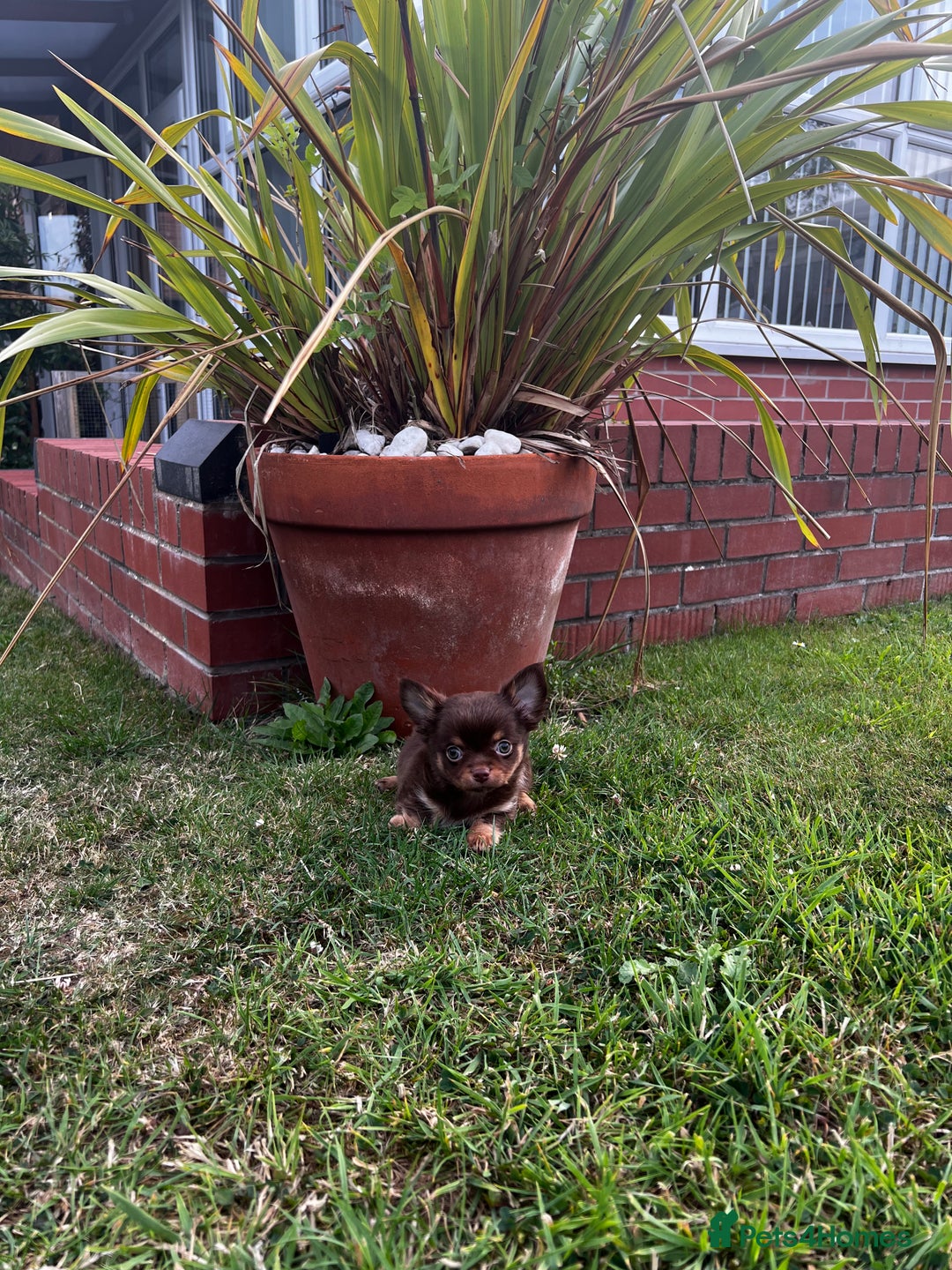 Chihuahua dogs for sale: *** Amazing quality very small Chihuahua’s *** - Image 7