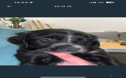 Mixed Breed dogs for sale: Our last girl for sale  - Image 2