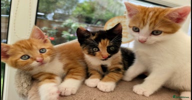 Mixed Breed cats - Advert 13