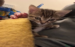 Mixed Breed cats for sale: 2 female kittens 3 months and 6 months - Image 2