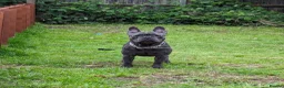 French Bulldog dogs for sale: French bulldog 3 year old male  in St. Neots - Advert 6