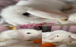 Mini Lion Lop rabbits for sale: mixed litter of mini lion lops - Image 8