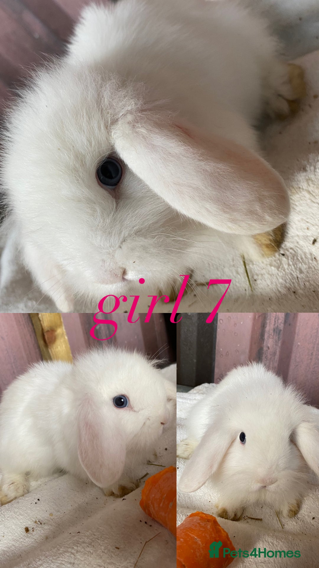 Mini Lion Lop rabbits for sale: mixed litter of mini lion lops - Image 8