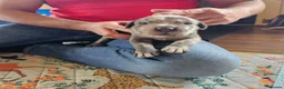 Mixed Breed dogs for sale: Cane Corso x Performance Mastiff   - Advert 14