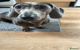 Miniature Dachshund dogs for sale: Lovely dog needs a new home - Image 3